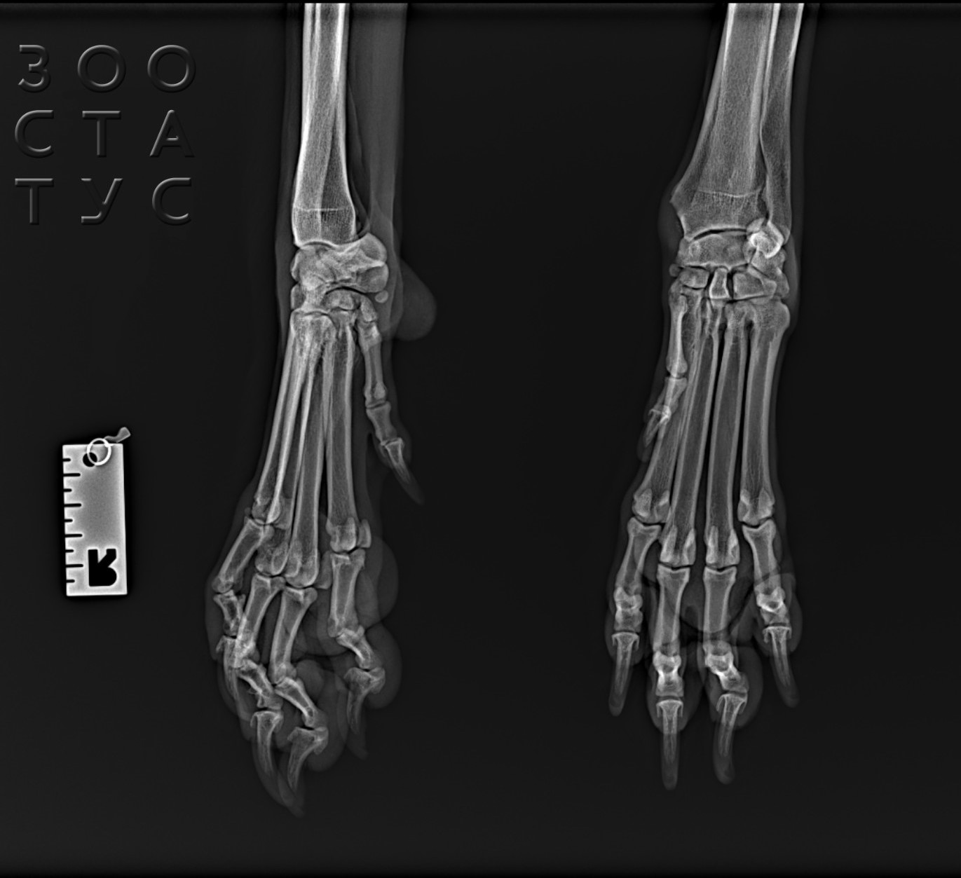 рентгеновский снимок лапы кошки