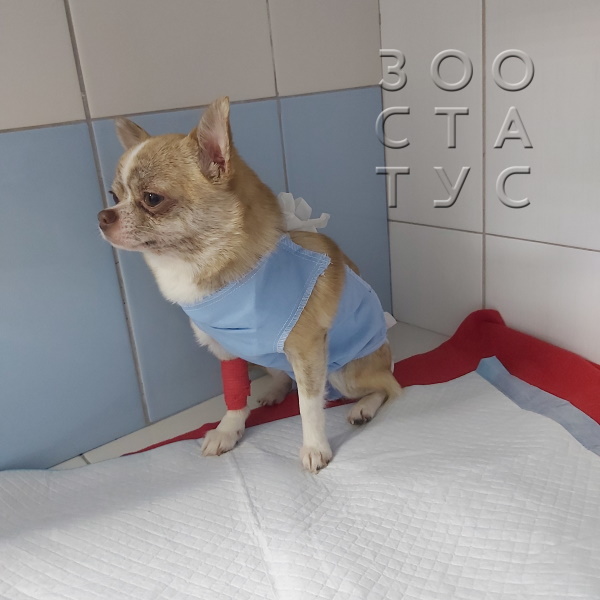 Диета Собак После Операции