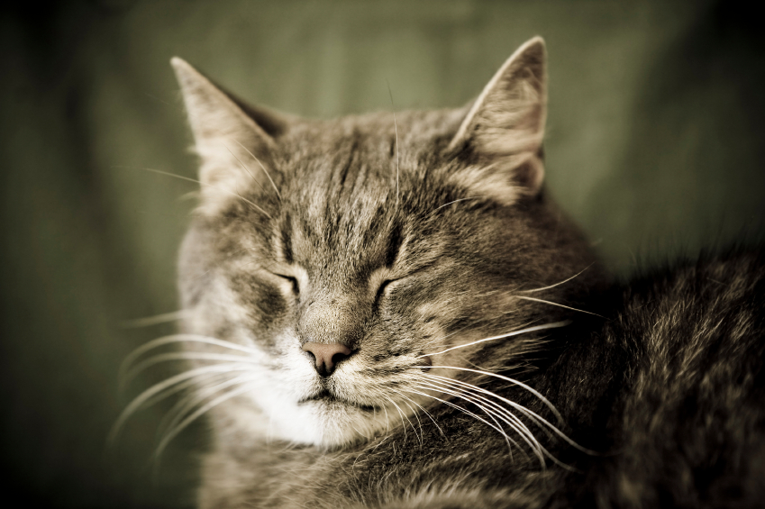 Катаральный эндометрит у кошек: причины и симптомы