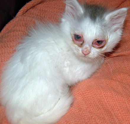 Хламидиоз у кошек - симптомы и лечение хламидоиза у котов в Москве.  Ветеринарная клиника Зоостатус