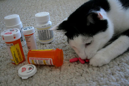 Отравление у кошки - первая помощь при отравлении. Ветеринарная клиника  Зоостатус