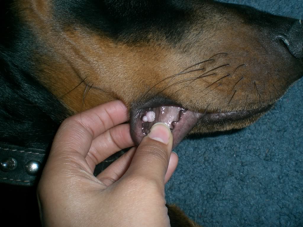 Причины появления и лечение папилломы у собаки