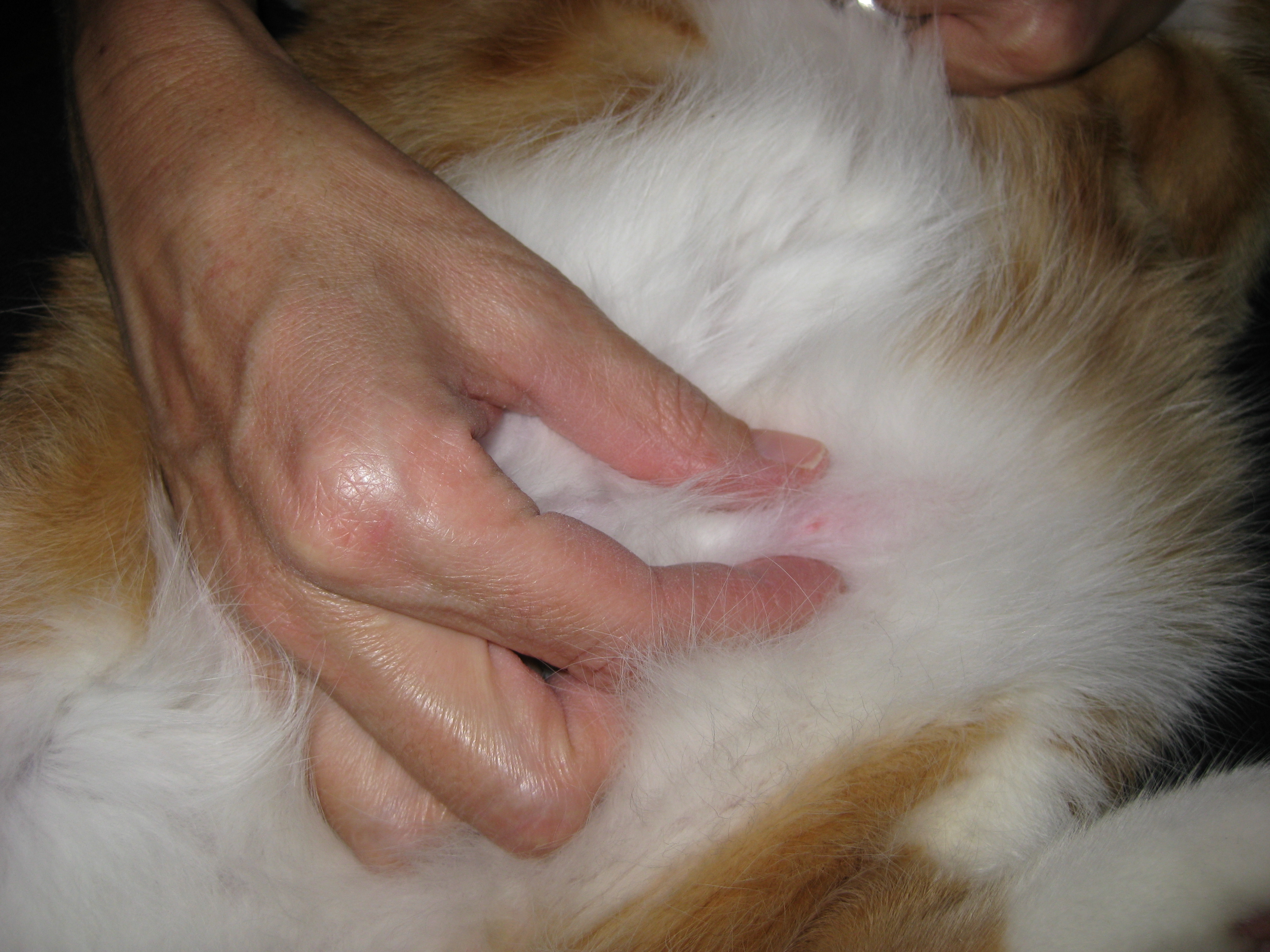 Опухоли у кошек - рак у кошек, симптомы и лечение в Москве. Ветеринарная  клиника Зоостатус