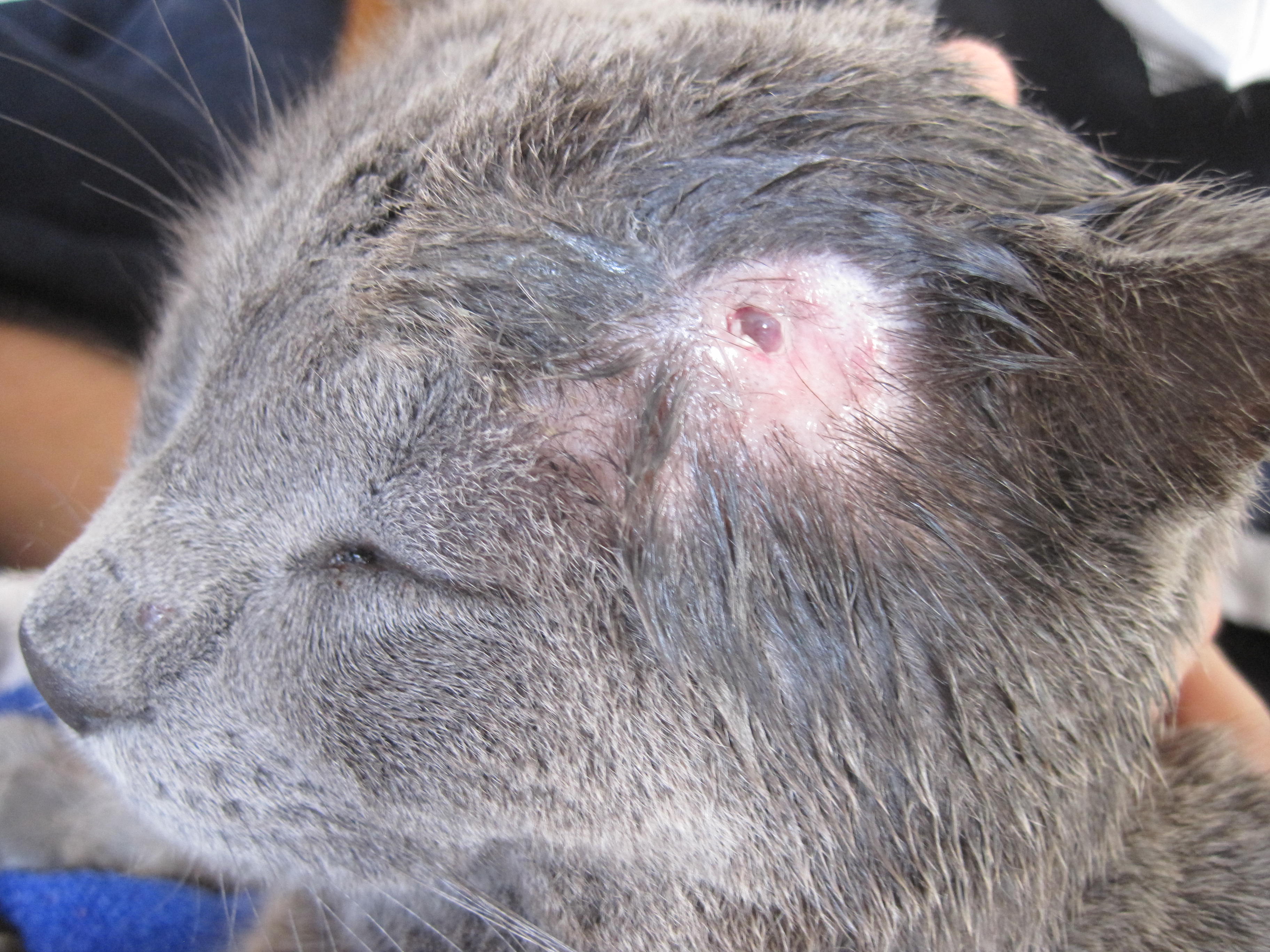 Раны у кошек - первая помощь и и обработка, лечение гнойных ран.  Ветеринарная клиника Зоостатус