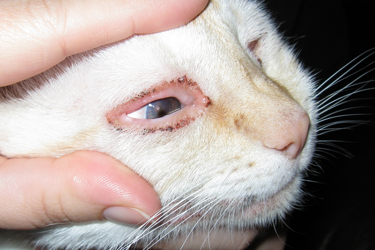 Слезятся глаза у кошки - что делать, совет ветеринара в Москве.  Ветеринарная клиника Зоостатус