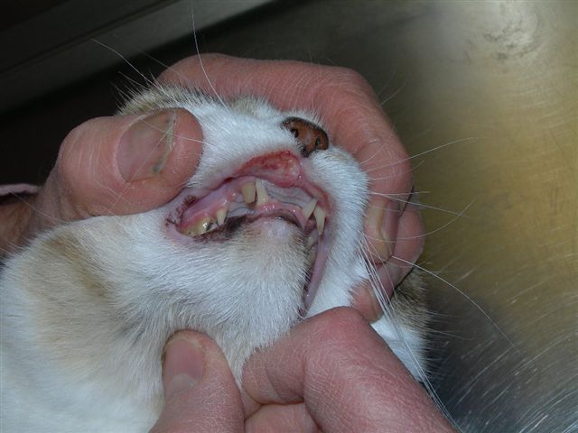 Эозинофильный стоматит у кошек лечение thumbnail