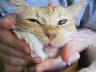 Эозинофильный стоматит у кошек лечение
