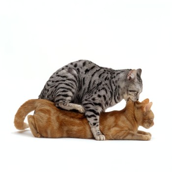 Вязка кошек - правила и рекомендации врачей. Ветеринарная клиника  Зоостатус