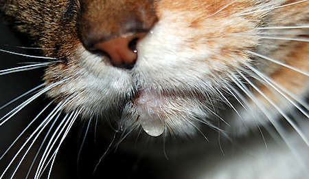 Повышенное слюноотделение у кошки: почему возникает и какие меры предпринять