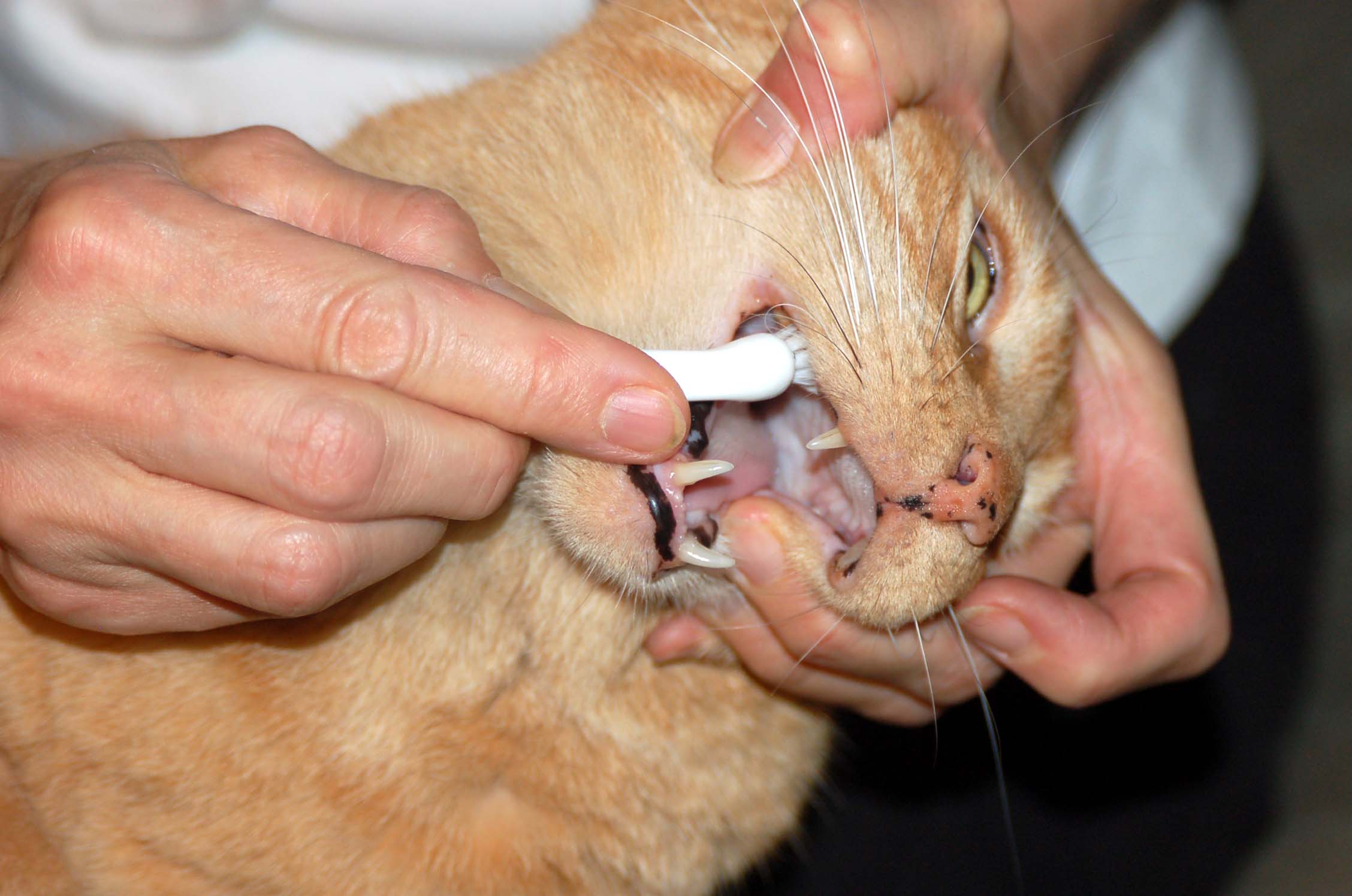 Запах у кошки изо рта - причины, как избавиться, лечение в Москве.  Ветеринарная клиника Зоостатус