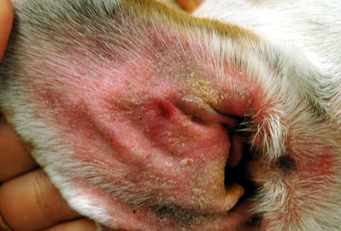 Причины неприятного запаха из ушей у собак: возможные причины и способы решения проблемы