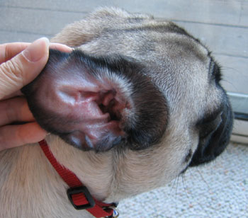 Почему у собаки запах из ушей - причины и советы по лечению