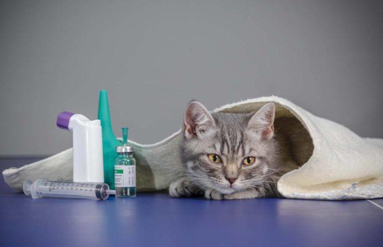 Простуда у кошек - симптомы и лечение простуды у кота в Москве.  Ветеринарная клиника Зоостатус