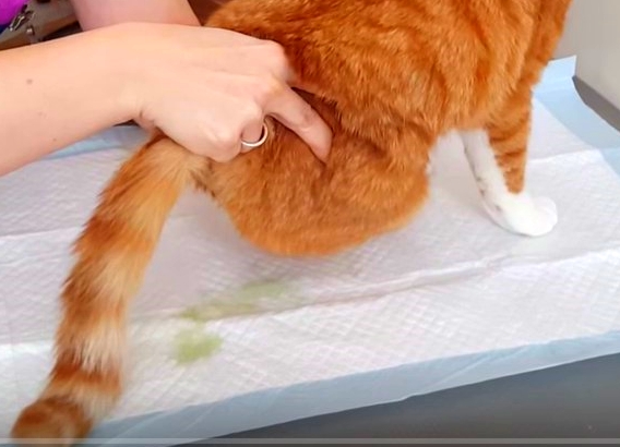 массаж мочевого пузыря у кота