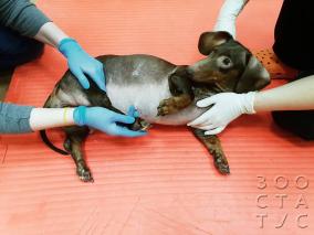 Болезнь Виллебранда у собак: причины, симптомы, диагностика, лечение и прогноз - полная информация