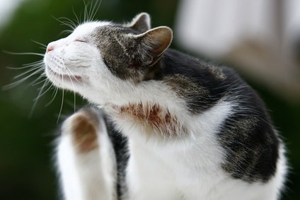 Причины возникновения пищевой аллергии у кошек: выявляем и обрабатываем аллергены