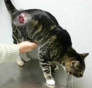 Мокнущая рана у кошки разновидности диагностика терапия
