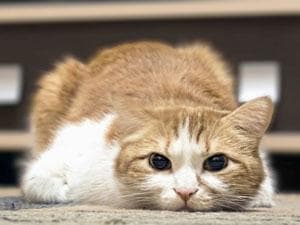 Клиническое питание собак и кошек