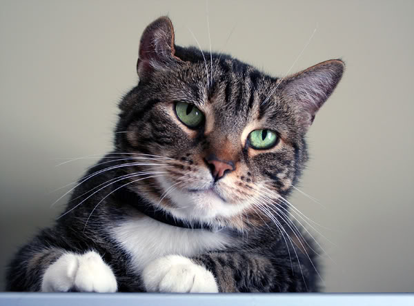Отогематома у кота лечение в домашних условиях
