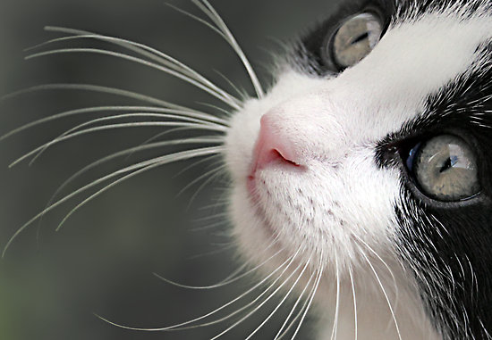 Почему у котов выпадают усы: причины и советы по уходу