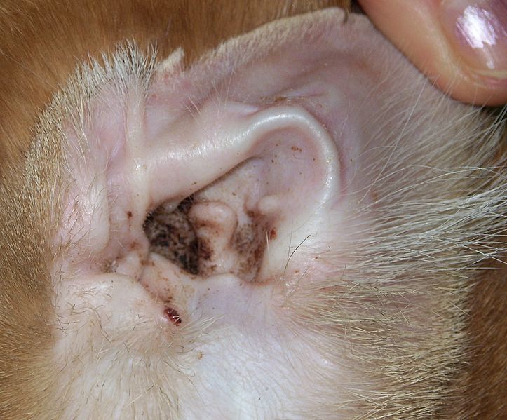 Болезни ушей у кошек - симптомы и лечение заболеваний уха у кошек в Москве.  Ветеринарная клиника Зоостатус