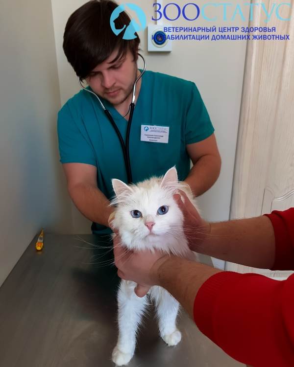 Температура тела кошки в норме - Какая температура тела кошки нормальная