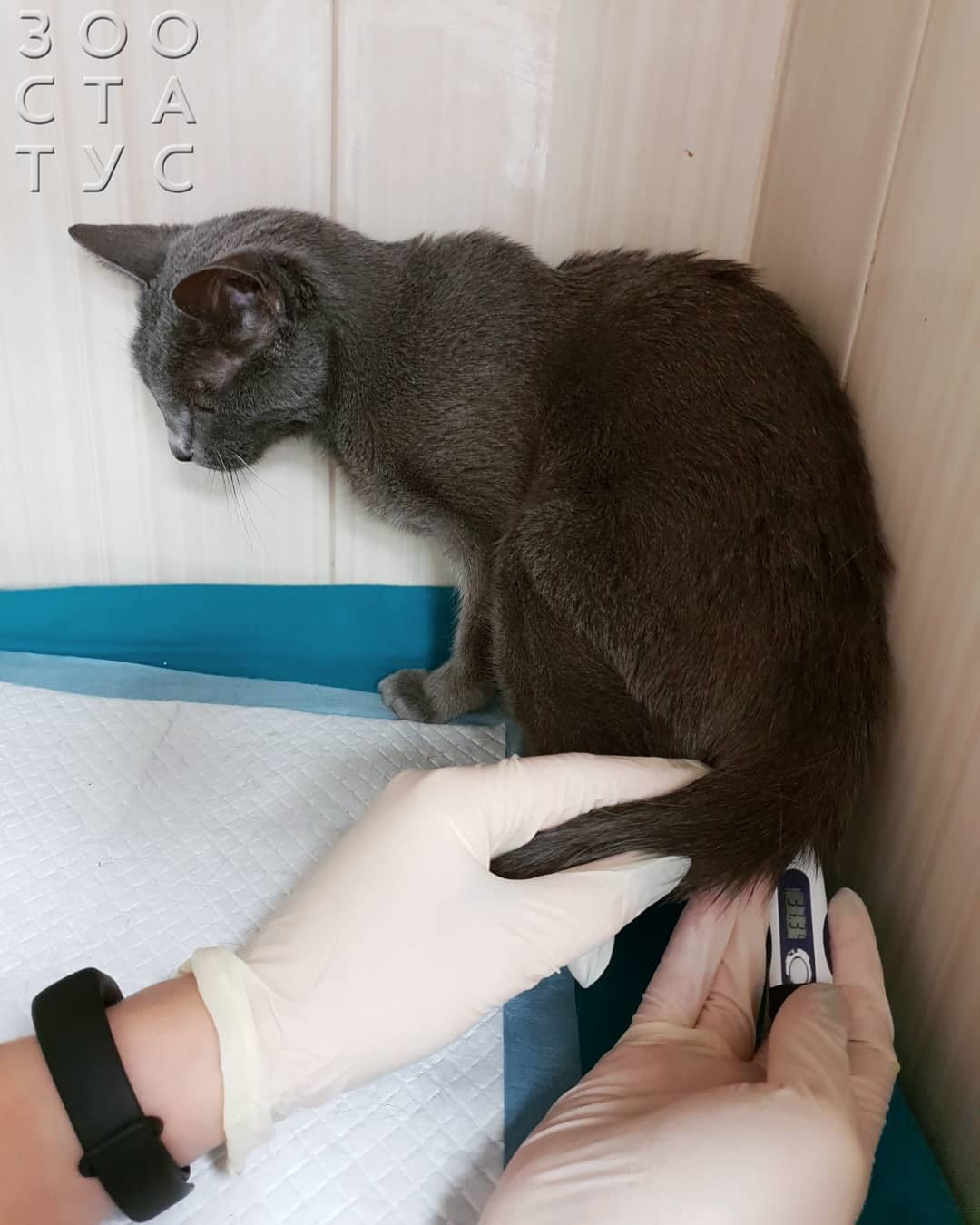 повышенная температура у кошки