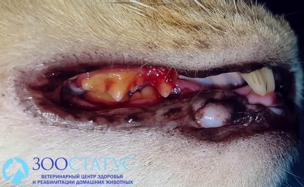 Болезни зубов у кошек (симптомы) - лечение в клинике Зоостатус