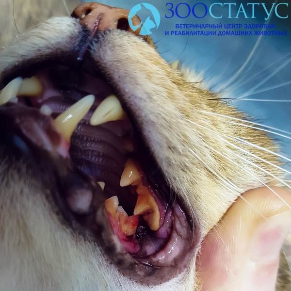 Болезни зубов у кошек (симптомы) - лечение в клинике Зоостатус