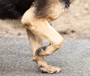 Артроз у собаки: лечение, препараты для больного питомца