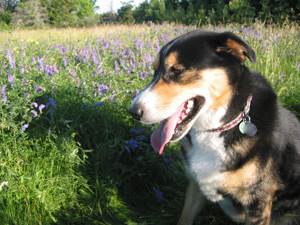 Астма у собак: симптомы, причины и методы лечения
