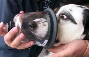 Астма у собак: симптомы, причины и методы лечения | Наша ветеринарная клиника