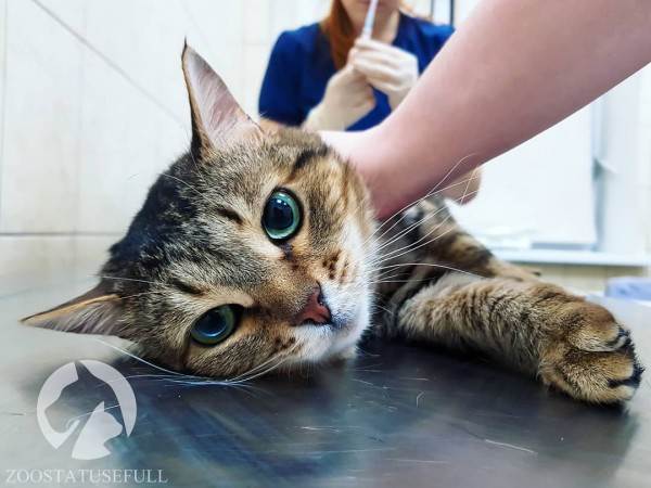 Секреты счастливых и здоровых кошек: 5 советов для хозяев | Ever Clean Israel