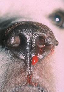 Что такое болезнь виллебранда у собак
