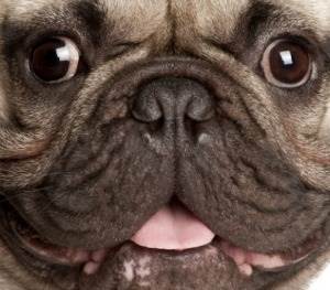 Брахицефалический синдром у собак: причины, симптомы и лечение