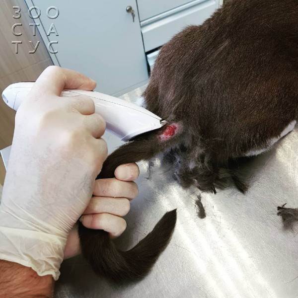 Зачем врачи бреют кошек и собак