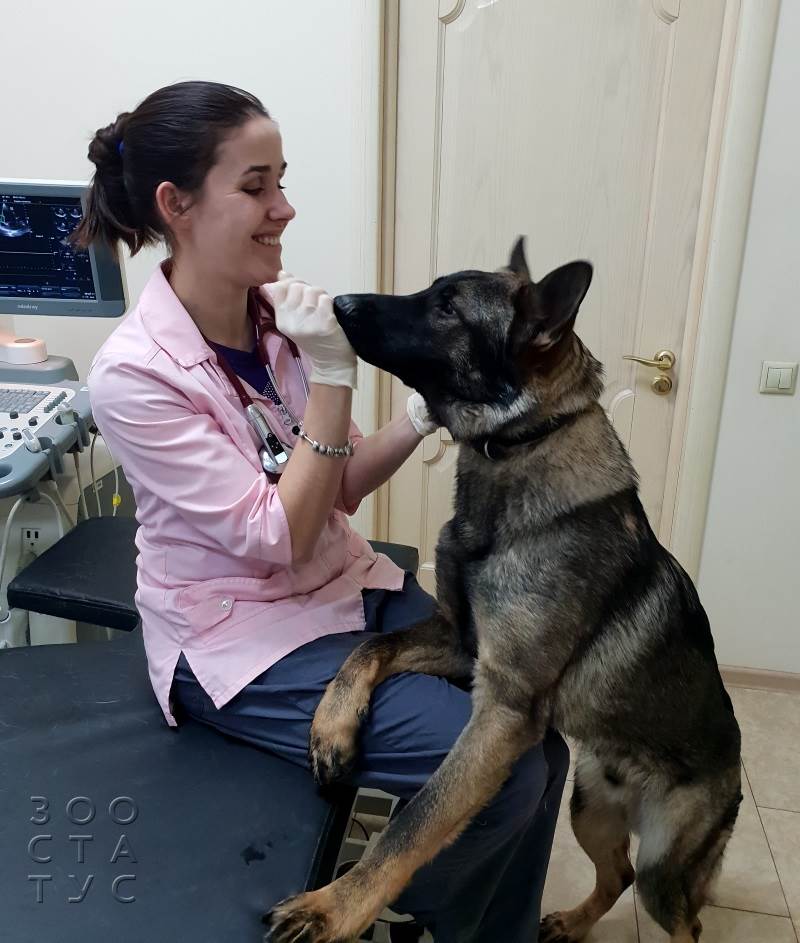 ветеринарный кардиолог для кошек и собак