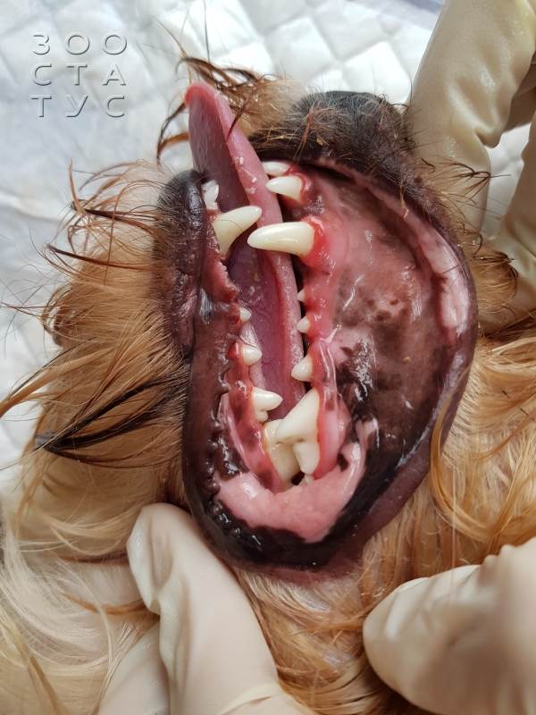 чистка зубов собаке ультразвуком