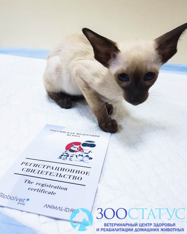 регистрационное свидетельство о чипировании кошки