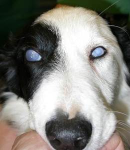 Эндотелиальная дистрофия роговицы у собак