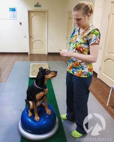физическая реабилитация в ветеринарии