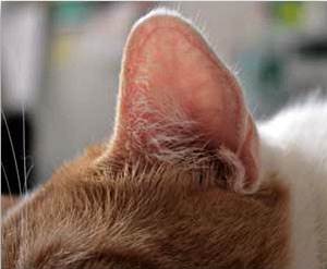 Ответы вороковский.рф: У кошки повисли уши. Что это???
