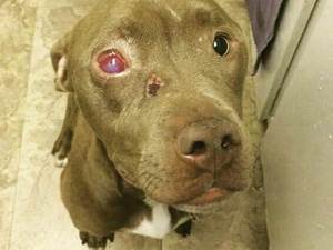 Лечение грибка на глазах у собаки