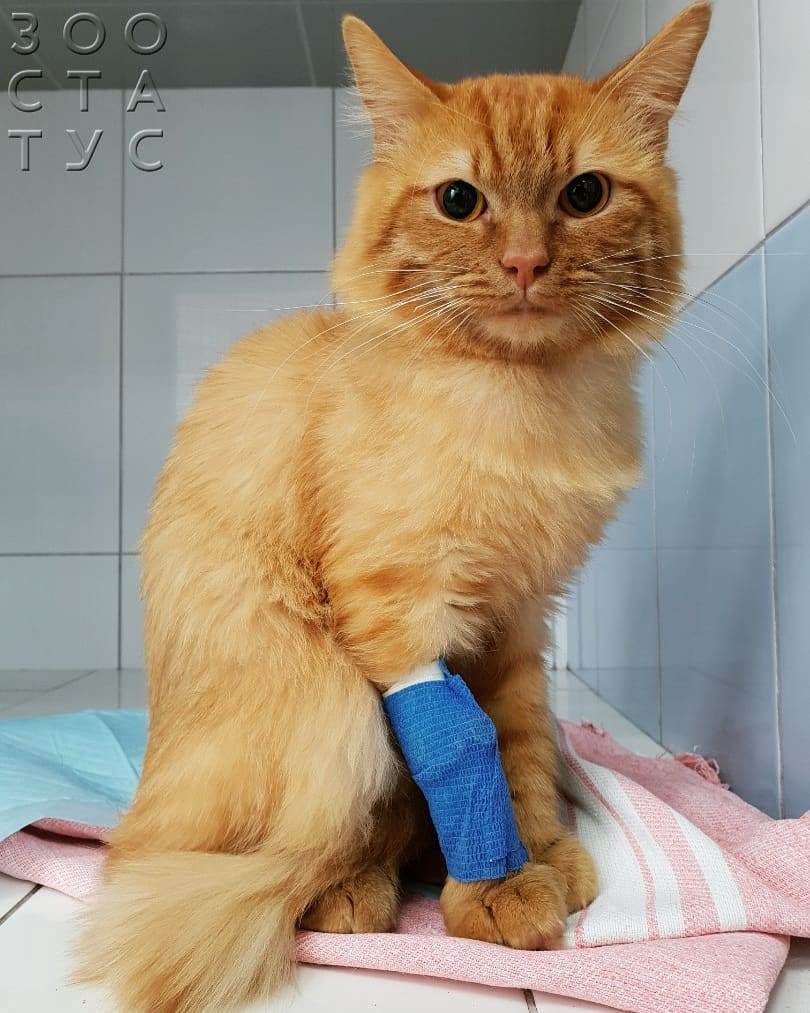Хроническая почечная недостаточность у кошек (ХПН) - симптомы и лечение ХПН  у кошек в Москве. Ветеринарная клиника Зоостатус