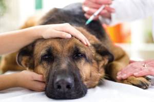 Холецистит у собак: симптомы и эффективное лечение воспаления желчного пузыря у питомца