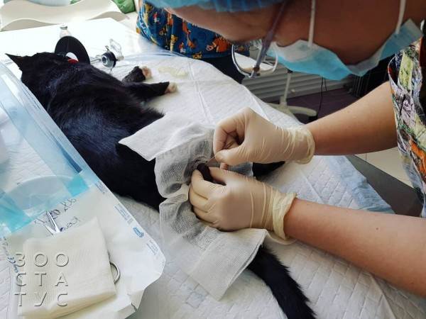 стерилизация кошек