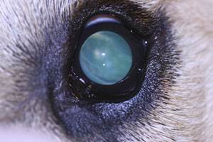 Причины возникновения катаракты у собак