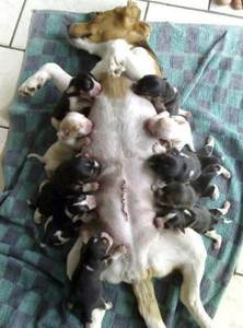 Новорожденные щенки — советы по уходу и кормлению — arnoldrak-spb.ru