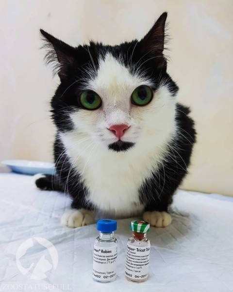 зачем прививки для котят