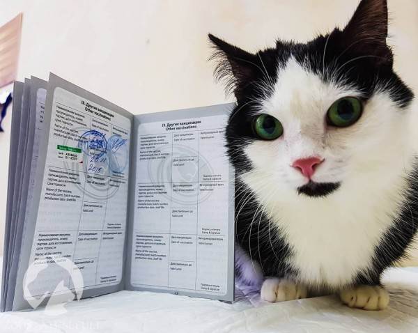 зачем прививки для котят